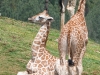 20090502 SanDiegoWildlifePark18.jpg